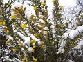 Snow and heath, Blackheath IMGP7556